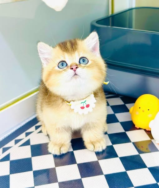 Munchkin