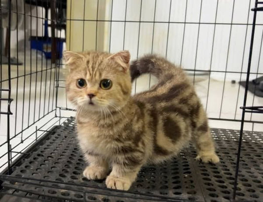 Munchkin Fold