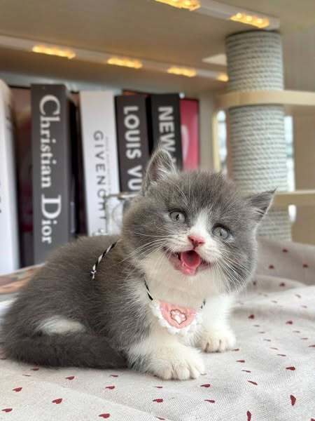 Munchkin