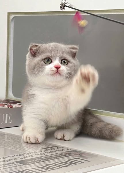 Munchkin Fold