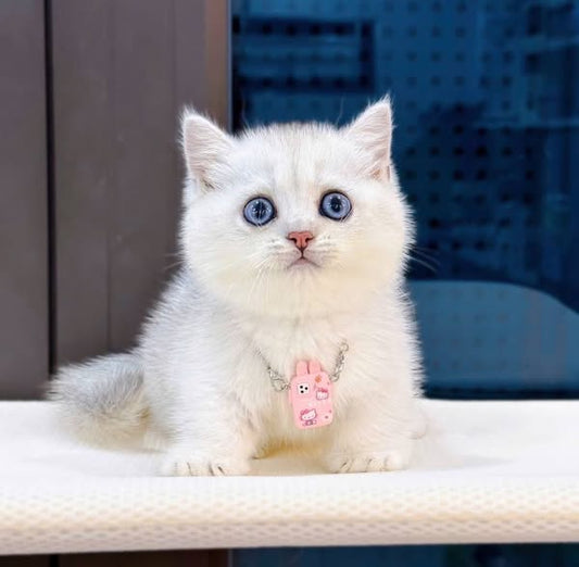 Munchkin