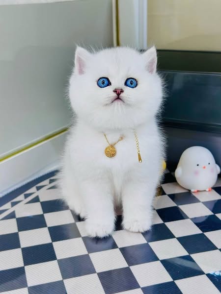 British Shorthair
