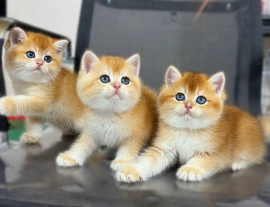 British Shorthair