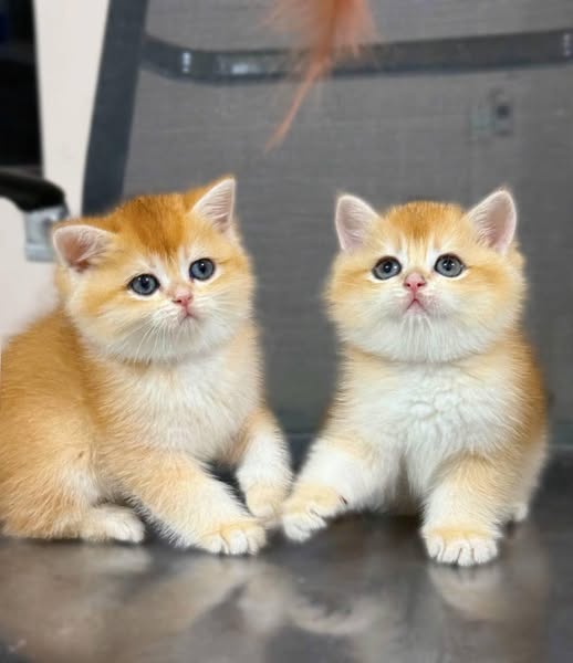 British Shorthair