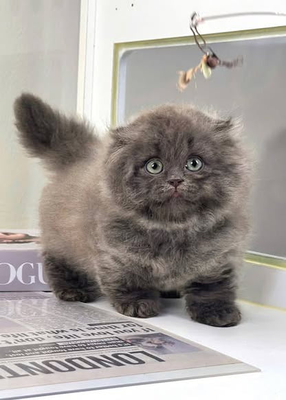 Munchkin Longhair