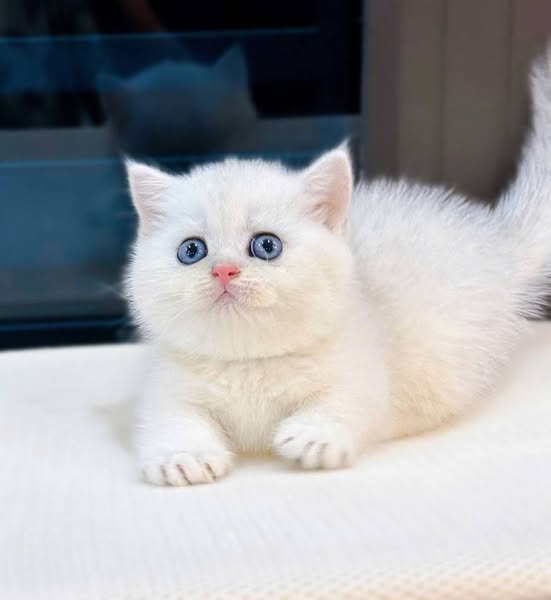 Munchkin