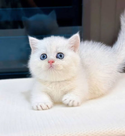 Munchkin