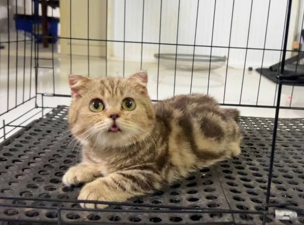 Munchkin Fold