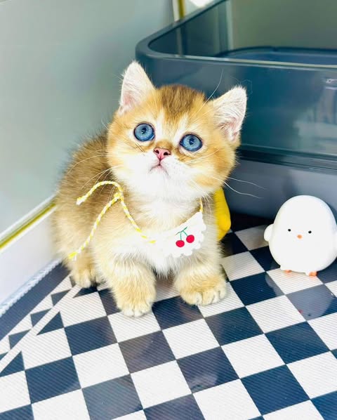 Munchkin