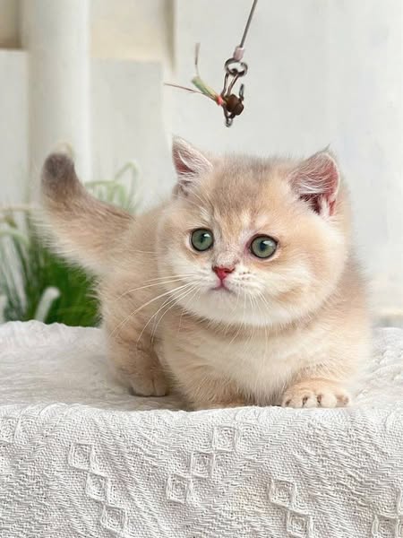 Munchkin
