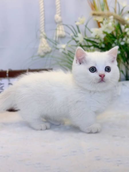 Munchkin