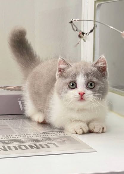 Munchkin
