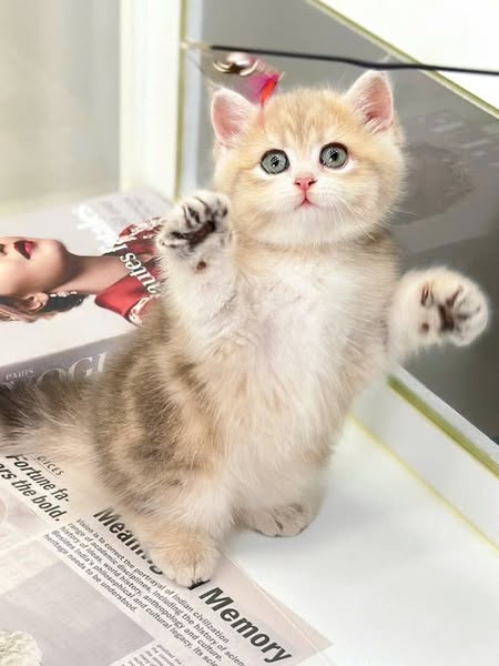 Munchkin Fold