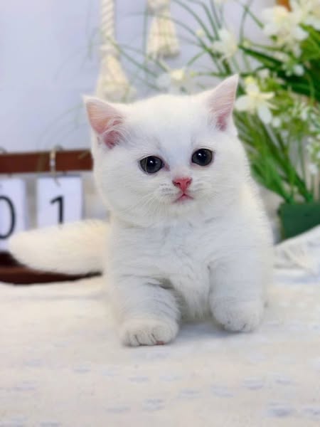 Munchkin