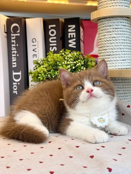 British Shorthair