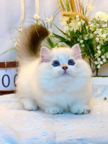 Munchkin Longhair