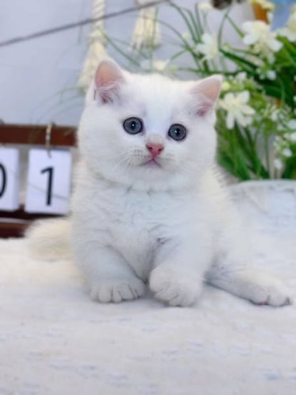 Munchkin