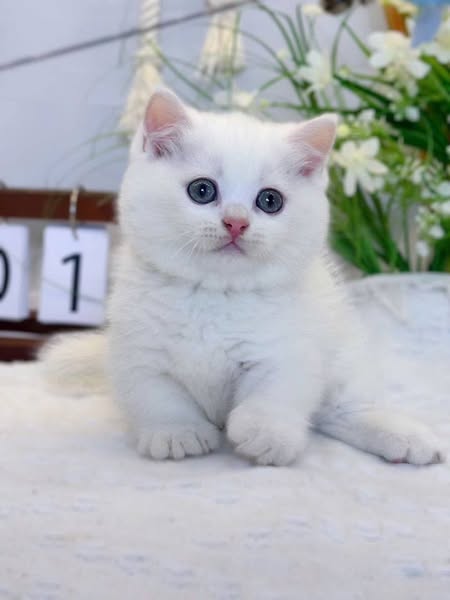 Munchkin