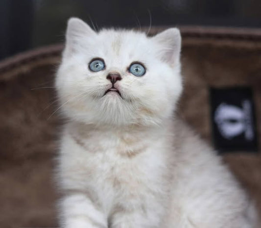 British Shorthair