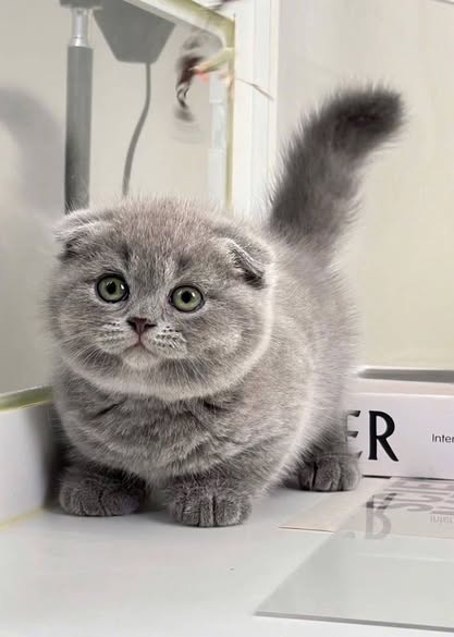 Scottish Fold