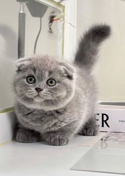 Scottish Fold