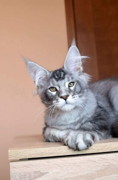Maine Coon