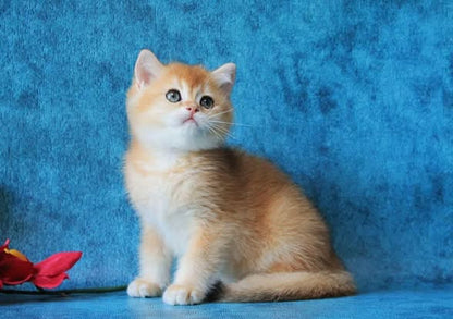 British Shorthair