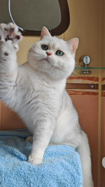 British Shorthair