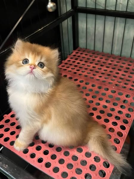 British Longhair