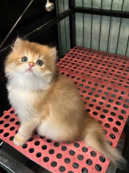 British Longhair