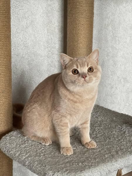 British Shorthair