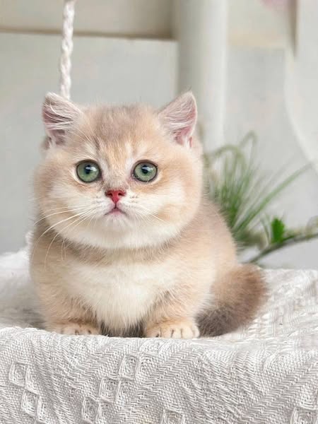 Munchkin
