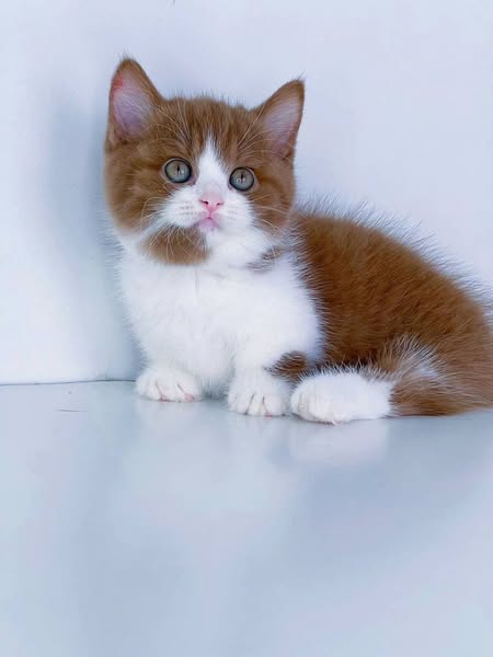 Munchkin