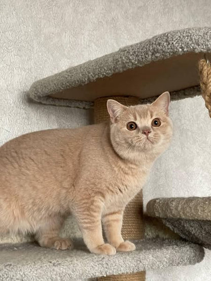 British Shorthair