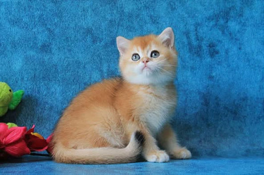 British Shorthair