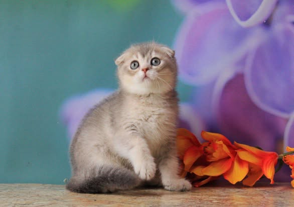 Scottish Fold