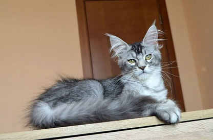 Maine Coon