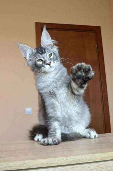 Maine Coon