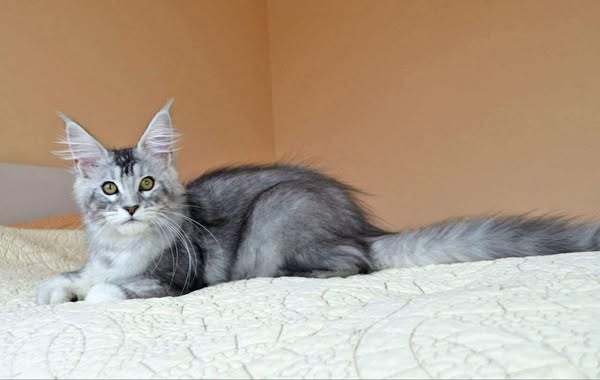 Maine Coon
