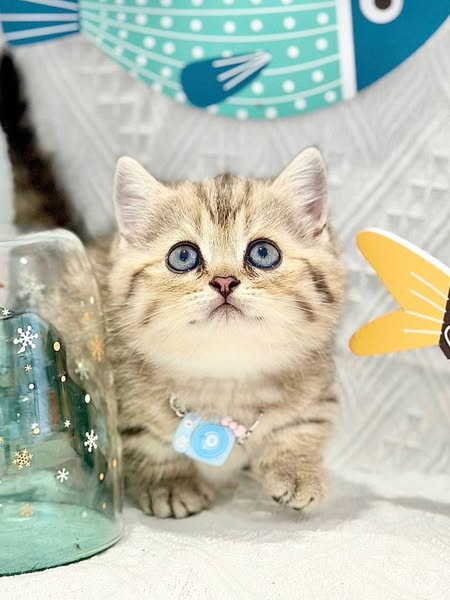 Munchkin