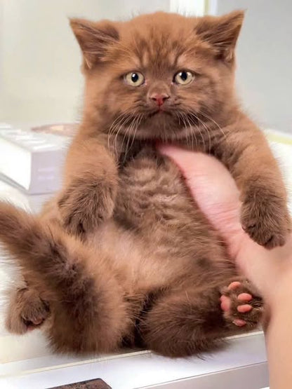 British Shorthair