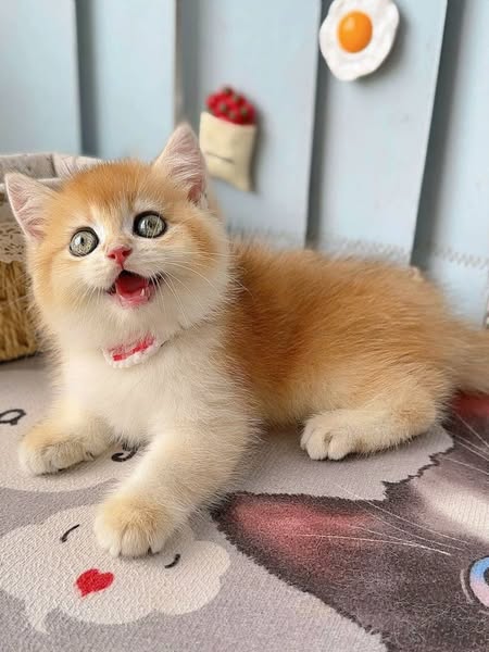 British Shorthair