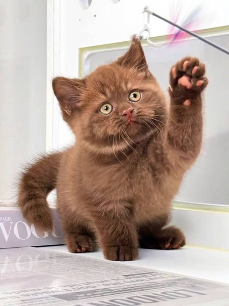 British Shorthair