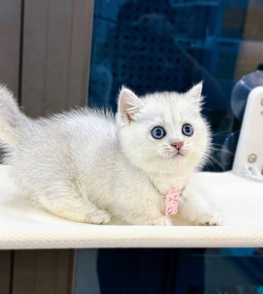 Munchkin