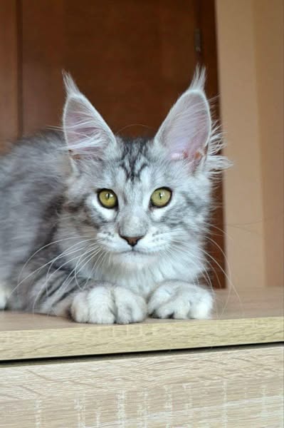 Maine Coon