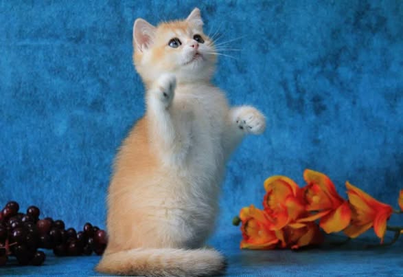 British Shorthair