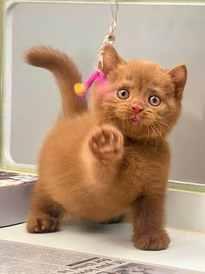 British Shorthair