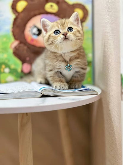 Munchkin