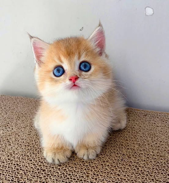 Munchkin