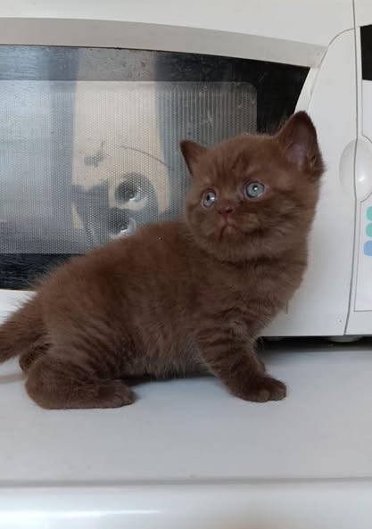 British Shorthair